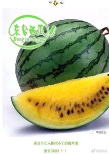 吃瓜免费最新最全,揭秘娱乐圈幕后真相，最新最全爆料汇总